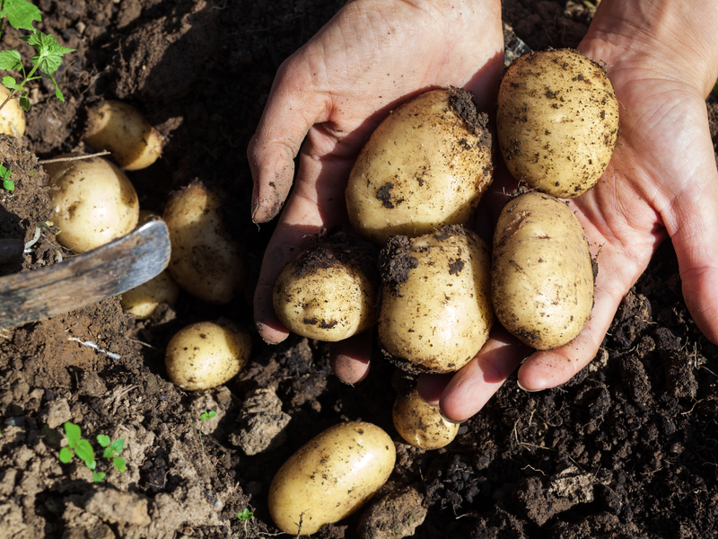 RATE: Mediocre potatoes are taking over Mzansi's shelves