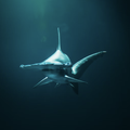 HAMMERHEAD SHARK SHARKANO