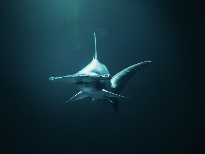 HAMMERHEAD SHARK SHARKANO