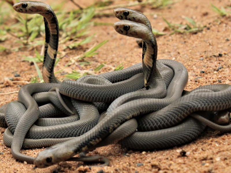 ECR'S Top 5 craziest snake catches in KZN