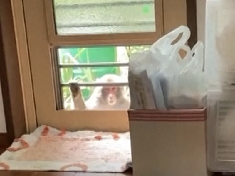 SEE: Gang of monkeys terrorise Japanese residents, member caught