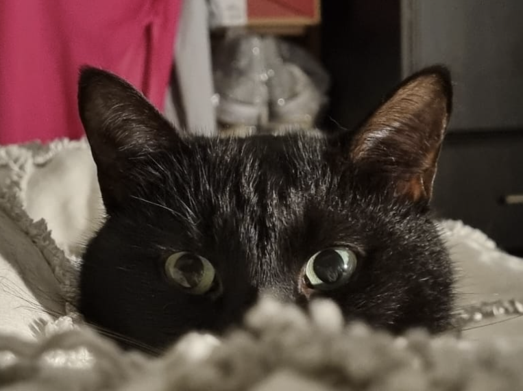 Stacey's cat Goku