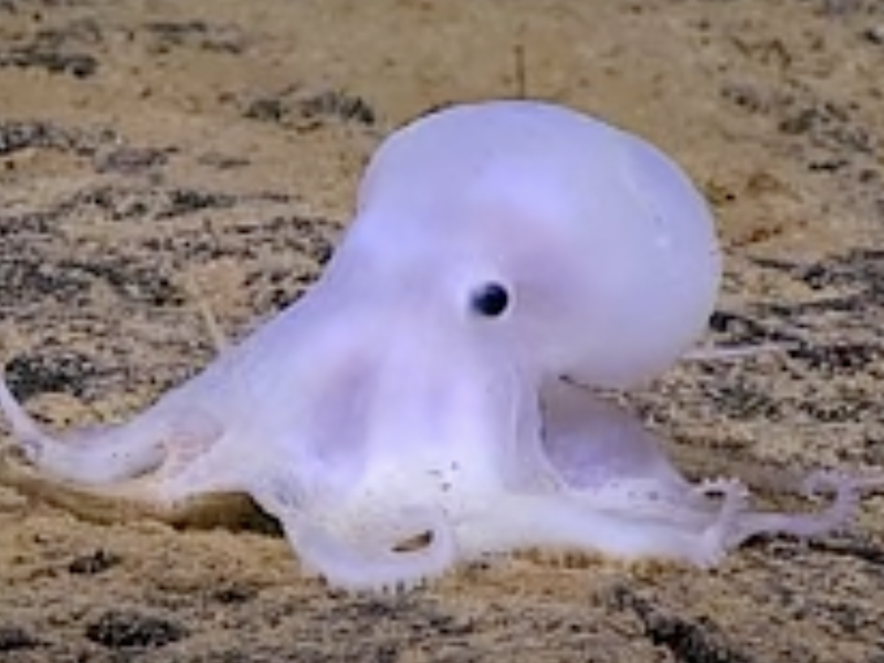 CASPER THE OCTOPUS