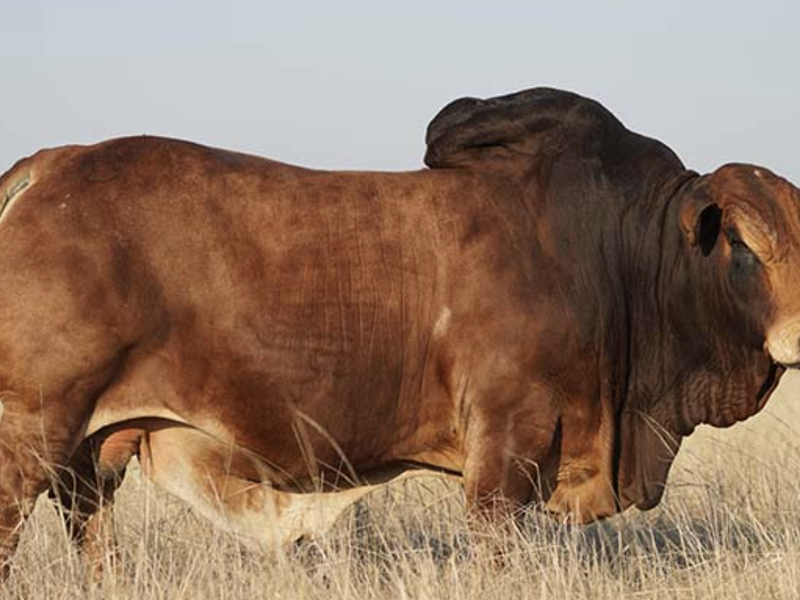 This mega Boran bull sells for a shocking R2,3 million