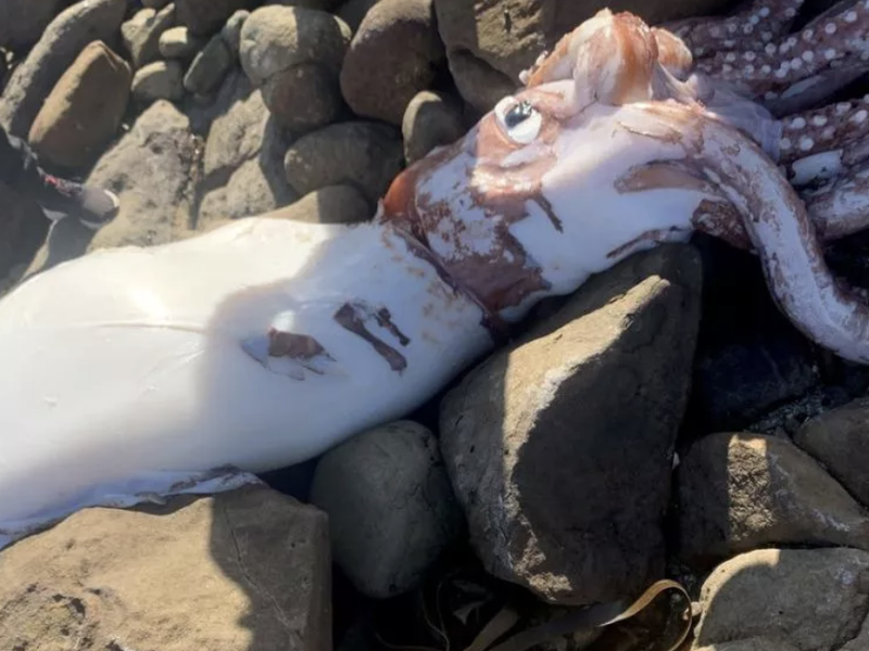 WATCH: Once in a lifetime "Kraken" squid lands on the SA shores