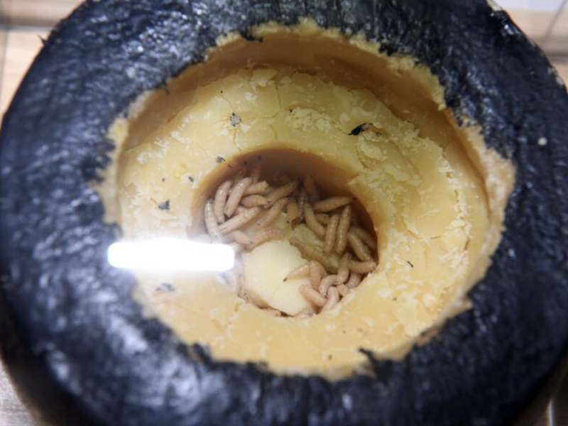 Dare to eat the world's most decadent and dangerous cheese!?