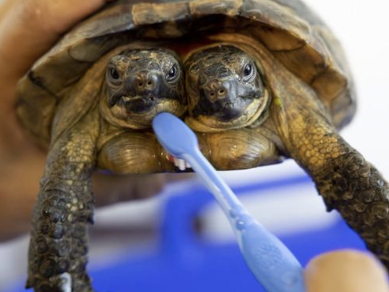 SEE: Remarkable two-headed tortoise is stealing the show
