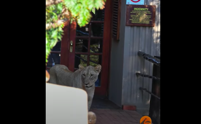 WATCH: Lion shocks restaurant goers with surprise visit