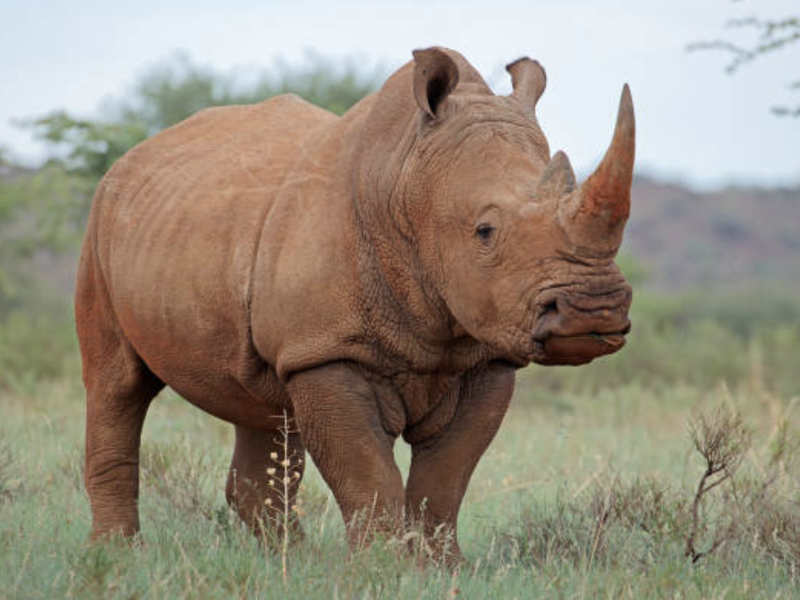 Radioactive rhino horns may be the end to poaching in South Africa