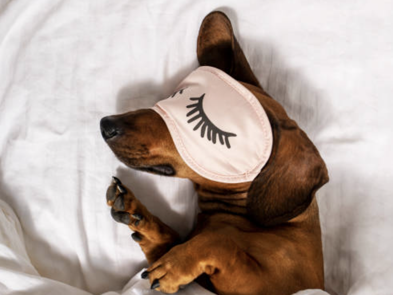 What do dogs actually dream about?