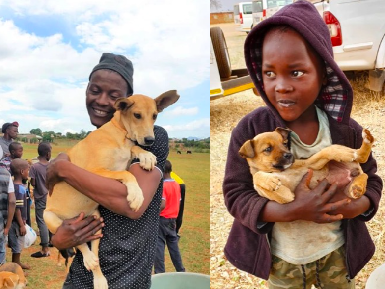 Dogs and animals