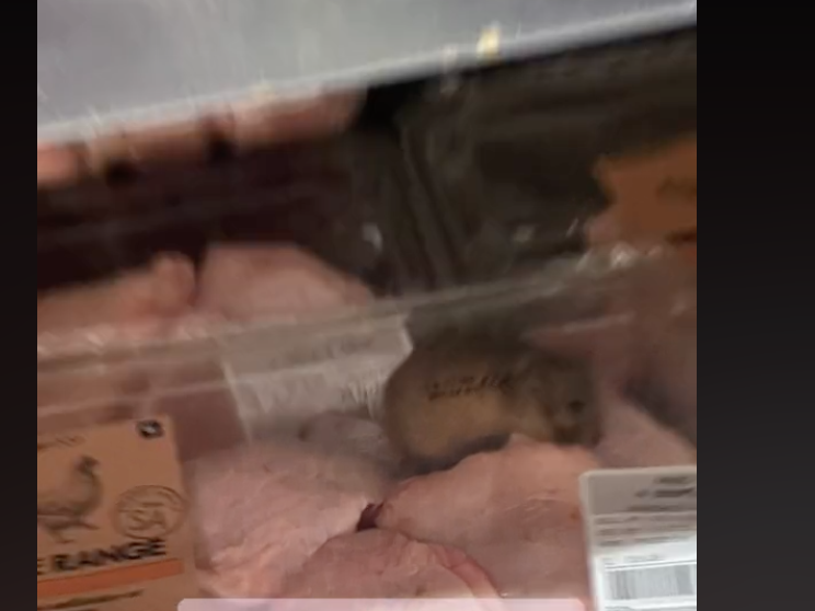 Rat in chicken