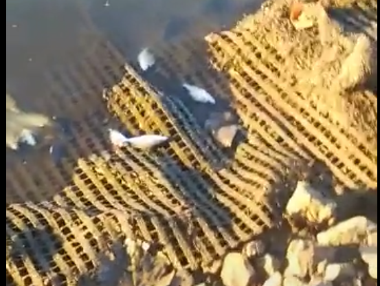 Dead fish umgeni river pollution