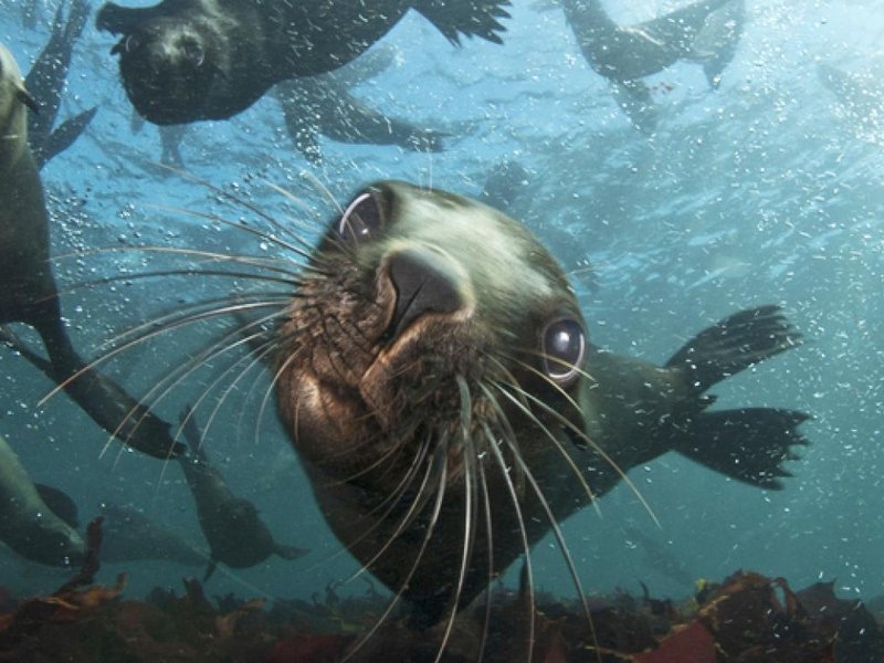 Seal