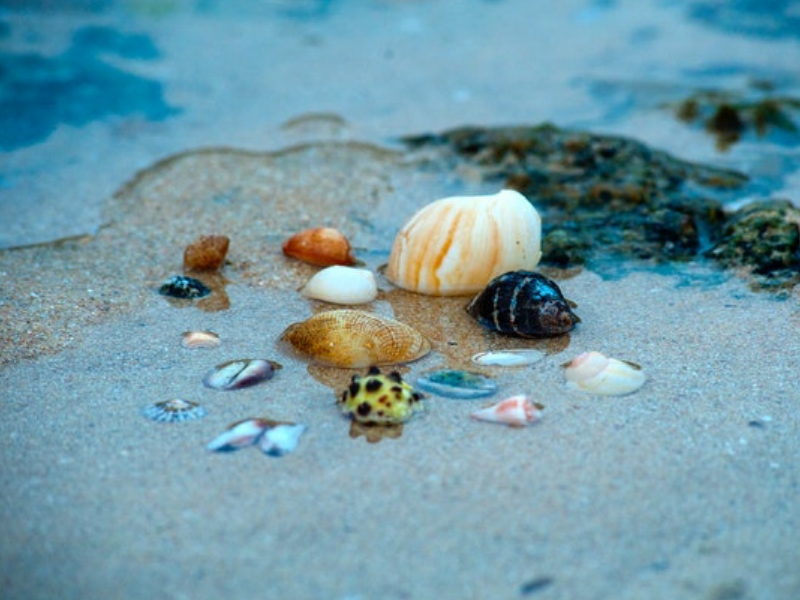 Seashells Body A father ensures his kids feel special at every beach visit...
