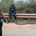 A security guard holding a snake while sitting on the edge of a road barrier
