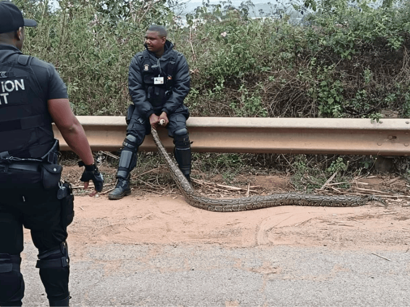 A security guard holding a snake while sitting on the edge of a road barrier