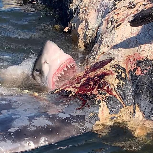 great white sharks eating people alive