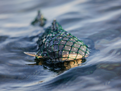 Shark Net Rope Access Everything you need to know about Shark Nets with Wayne