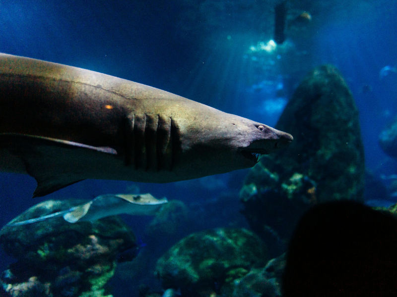 Shark swimming near corals