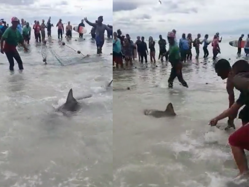 WATCH: Fishermen to the rescue as sharks get caught in fishing nets...