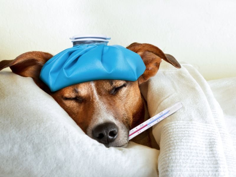 Sick dog cute stock image
