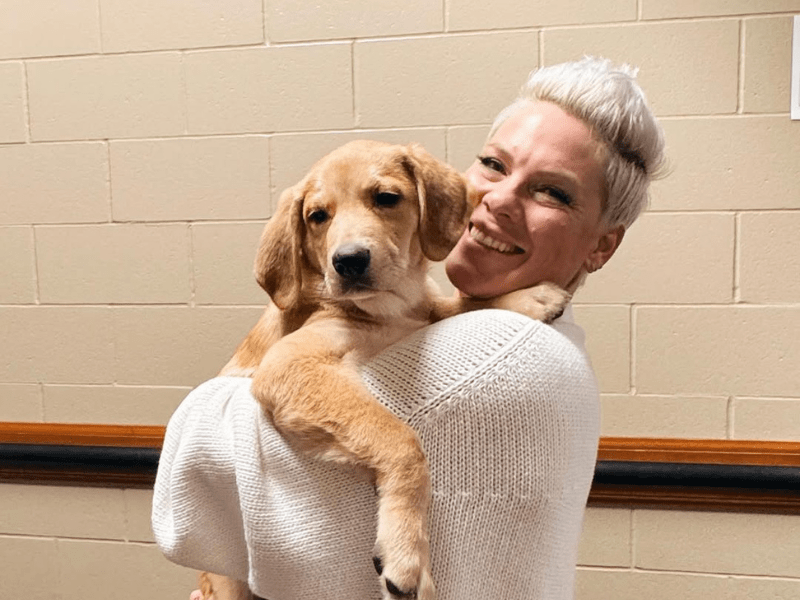Singer Pink carries a golden coloured puppy