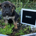 Skibidi pup animal shelter