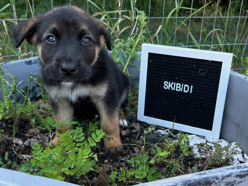 Skibidi pup animal shelter