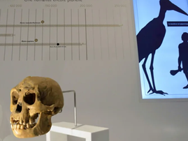 Discovery of tiny bone sheds light on mysterious 'hobbit' humans