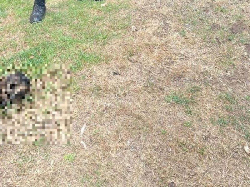 A FAMILY on the KZN North Coast made a gruesome discovery when their dogs brought home a decomposed human skull.
