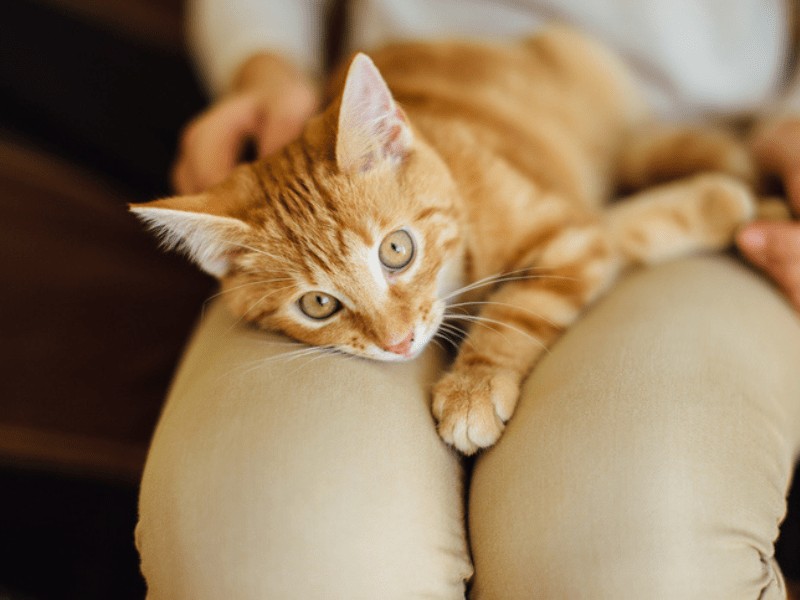 Small ginger cat resting on a woman's lap
