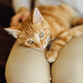 Small ginger cat resting on a woman's lap