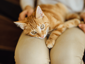 Small ginger cat resting on a woman's lap