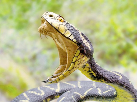 snake bite