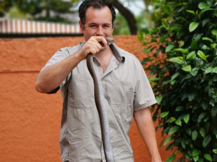 Spitting Cobra and dogs