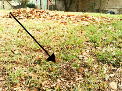 Puff Adder camouflaged in garden leaves scares homeowner