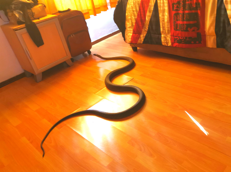 Snake Rescue Mamba in bedroom