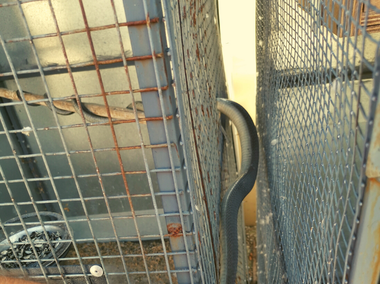 Hungry black mamba sniffs out pet birds