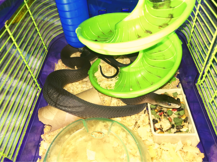 The hamster thief