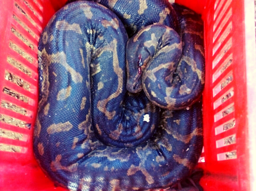 Injured African Python