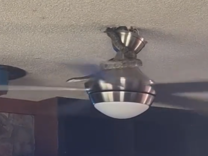 Snake crawling out of a ceiling fan