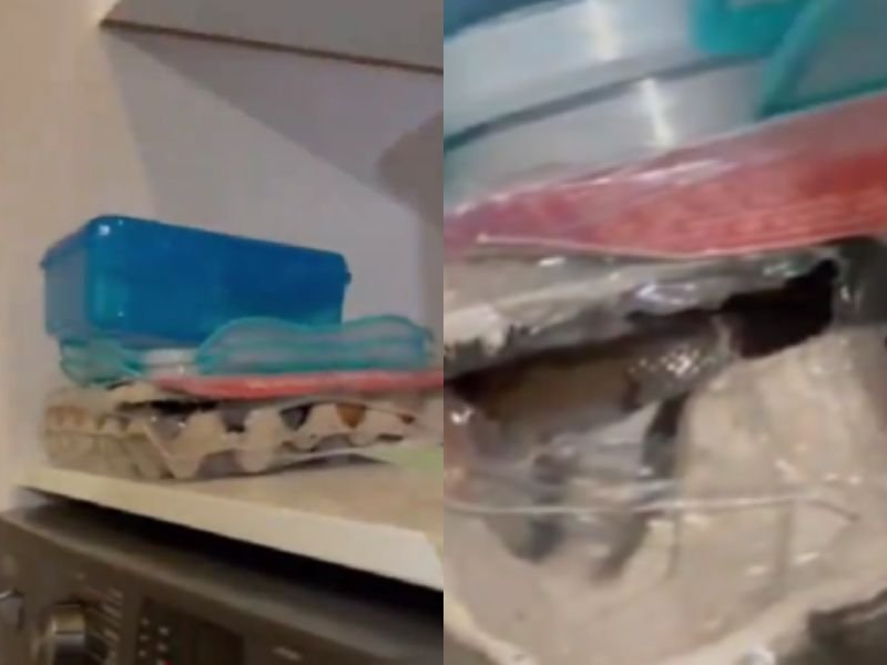 Snake found in an egg tray
