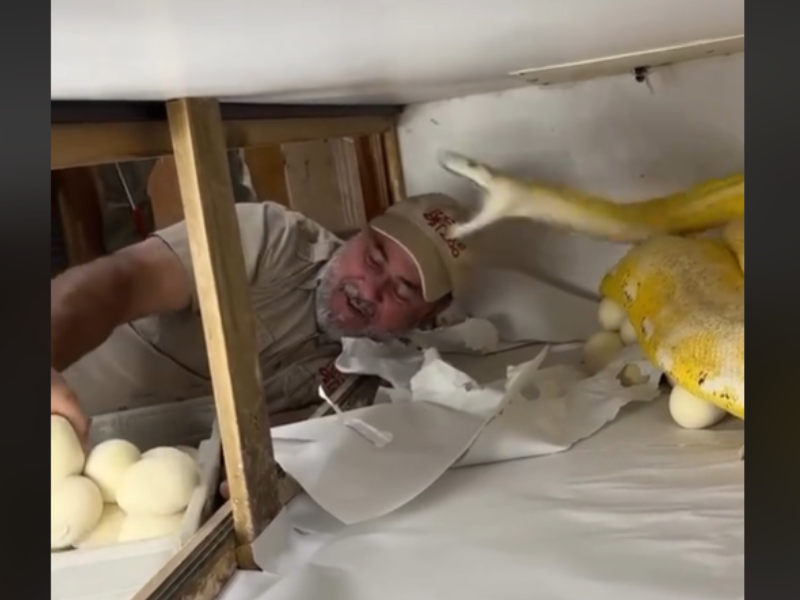 Snake striking at handler who is taking her eggs