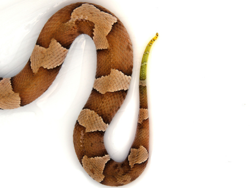 Snake tail