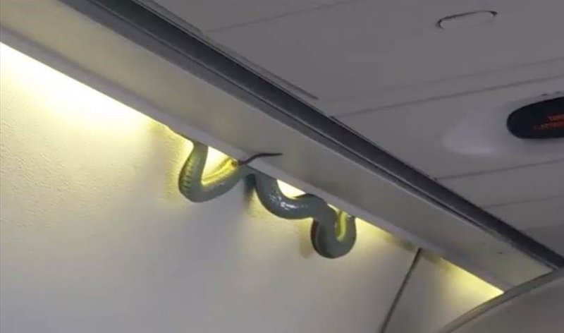 snakes on a plane