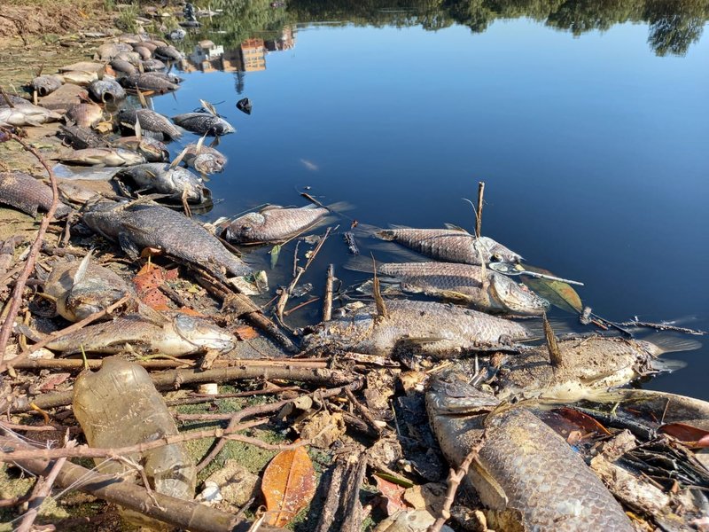 Something's fishy at Isipingo Lagoon as sewage spill blamed for dead fish
