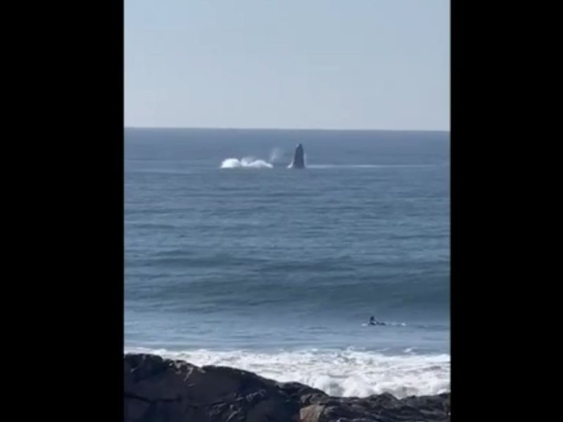 KwaZulu-Natal surfer had the experience of a lifetime when two humpback whales breached the surface in the South Coast.