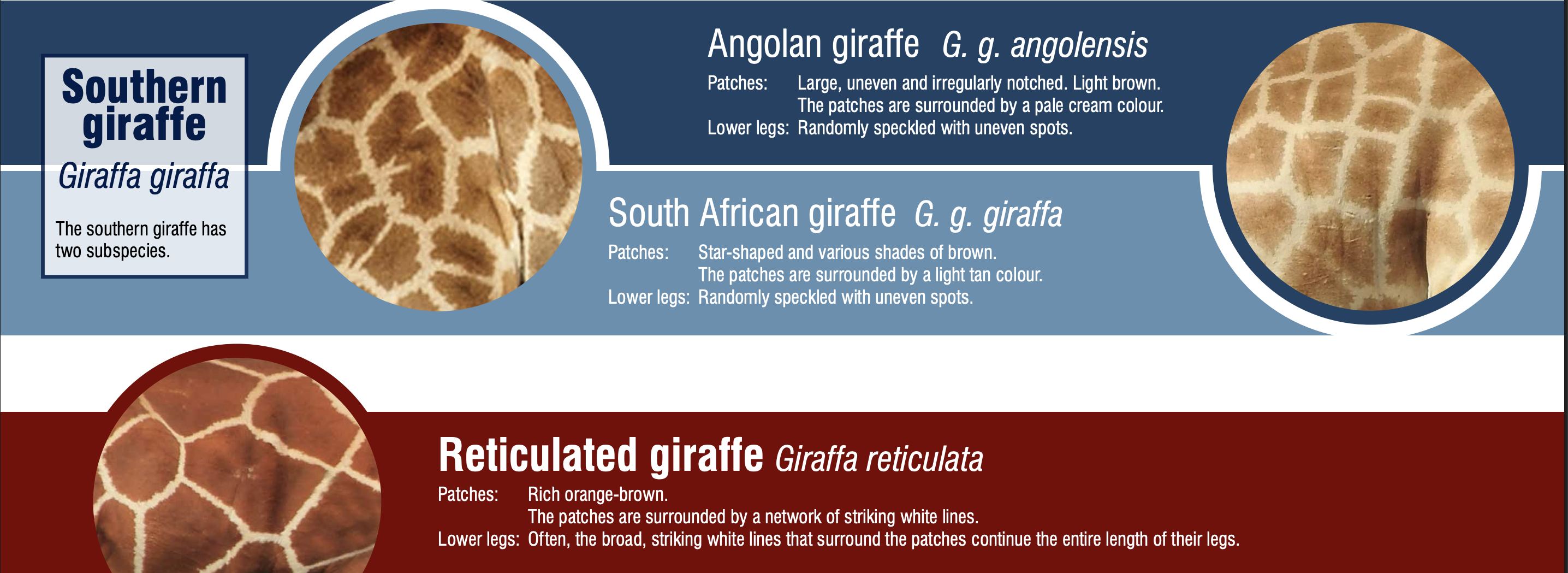 LOOK: Tourist records unique giraffe in Kruger National Park