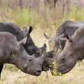 Southern white rhinos in Kruger National Park